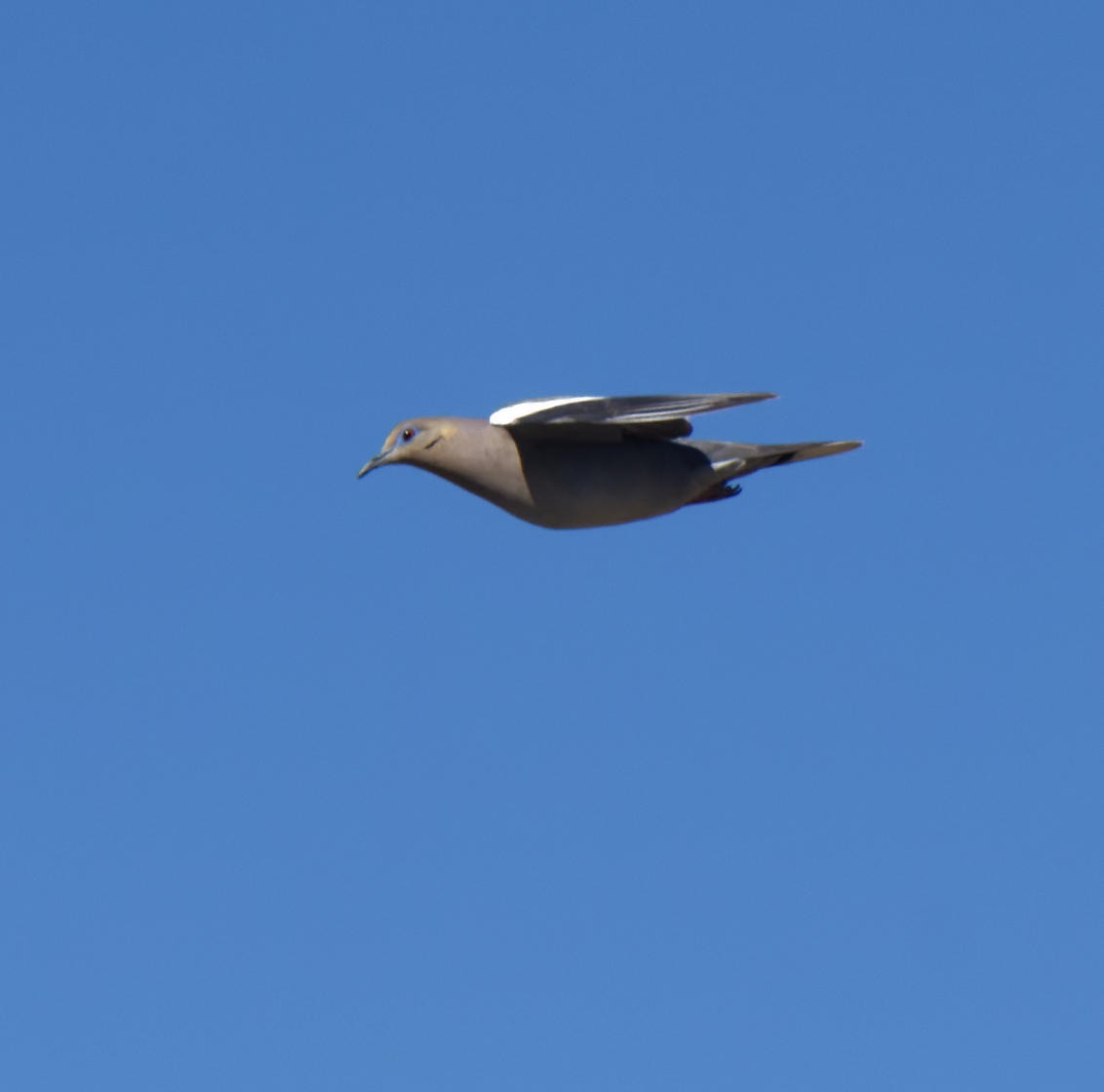 White-winged Dove - ML618780195