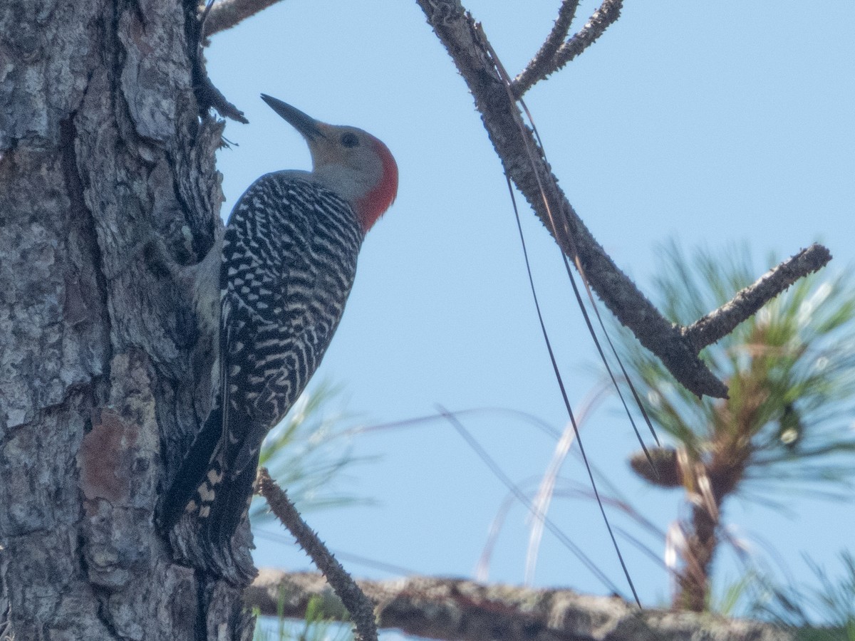 Red-bellied Woodpecker - ML618780211