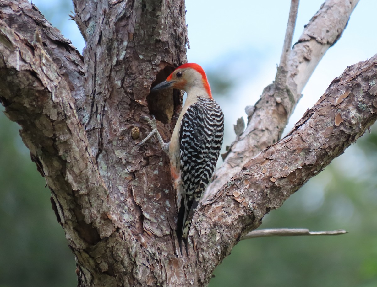 Red-bellied Woodpecker - ML618780225