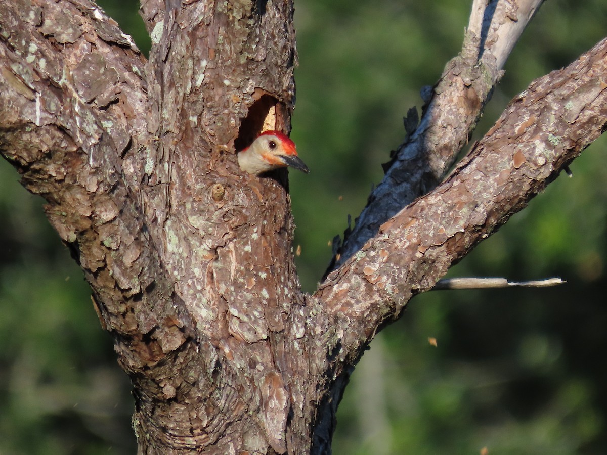 Red-bellied Woodpecker - ML618780226