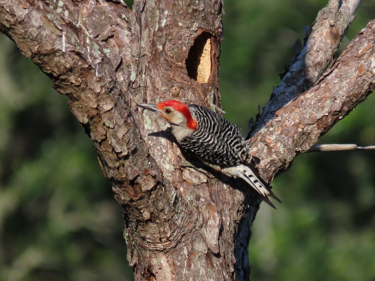 Red-bellied Woodpecker - ML618780228