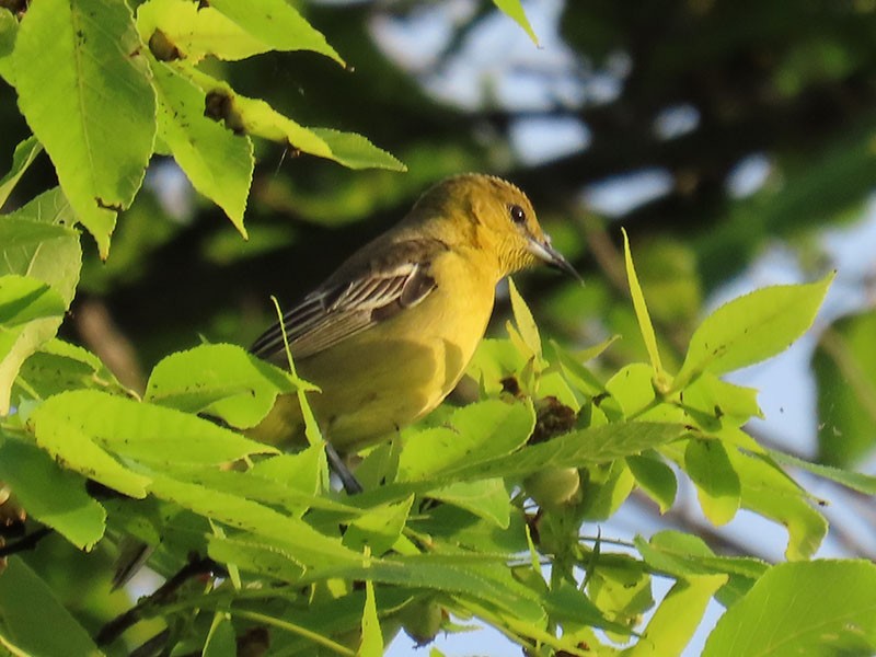 Orchard Oriole - ML618780239