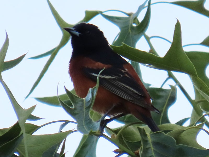Orchard Oriole - ML618780240