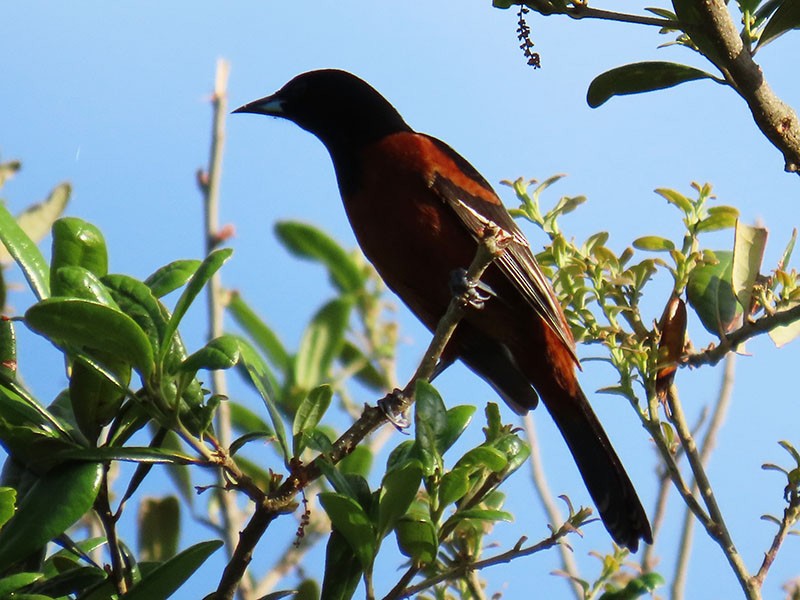 Orchard Oriole - ML618780241