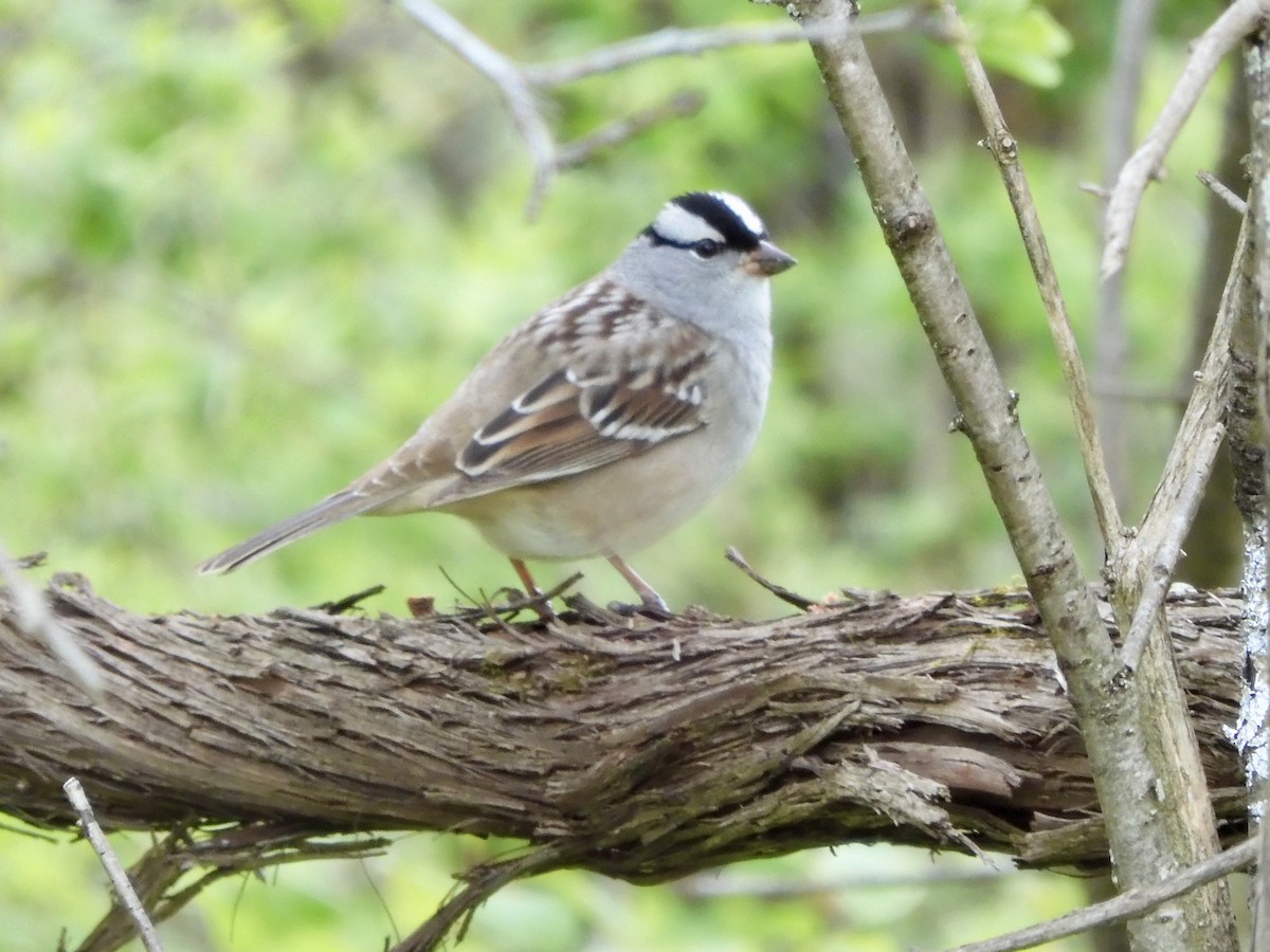 White-crowned Sparrow (Dark-lored) - ML618780252