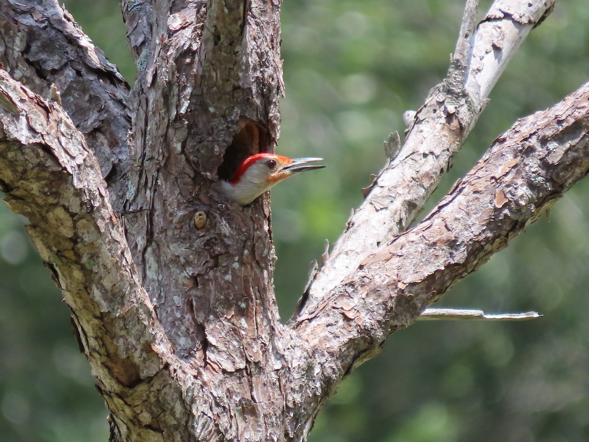 Red-bellied Woodpecker - ML618780355