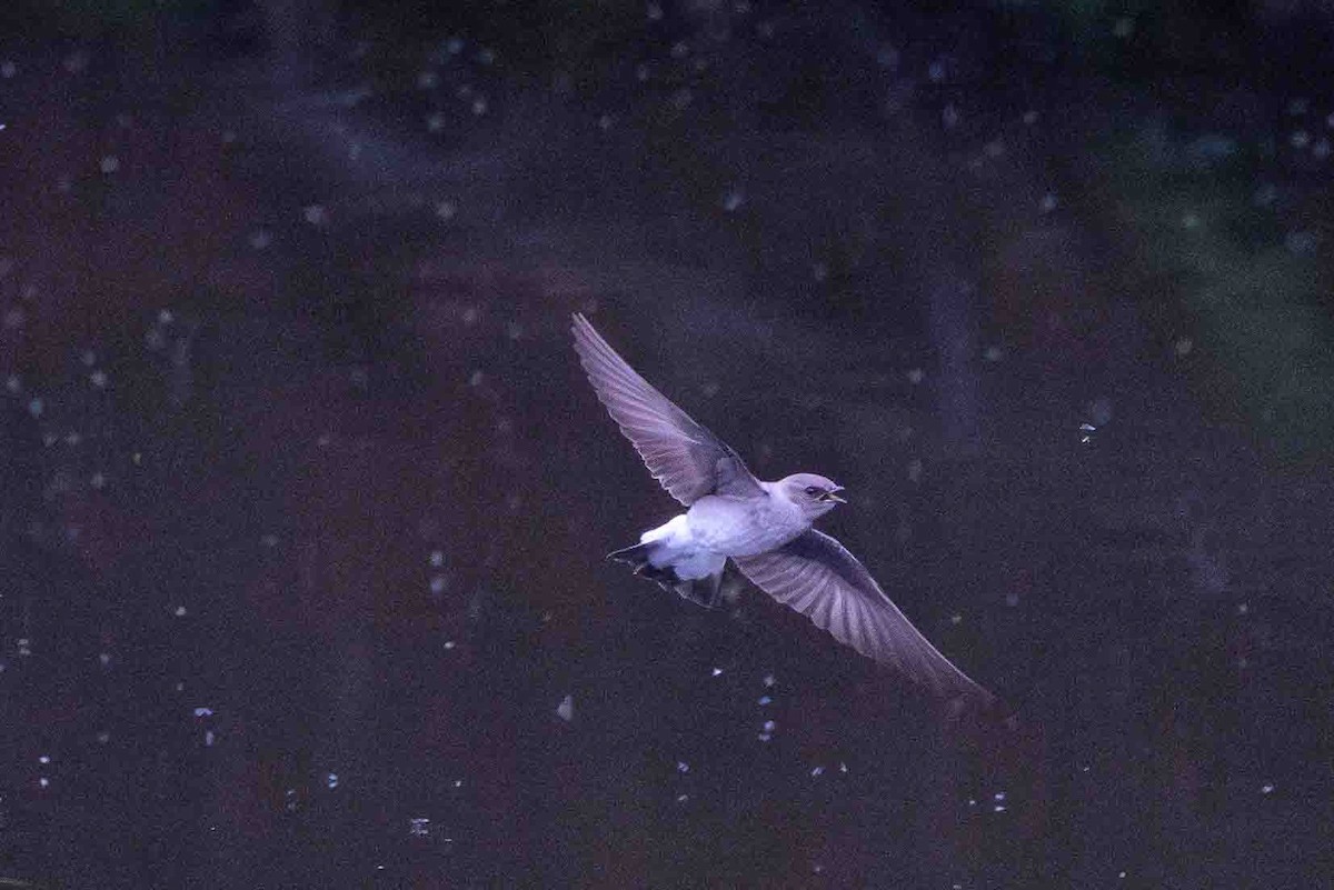 Northern Rough-winged Swallow - Ann Van Sant