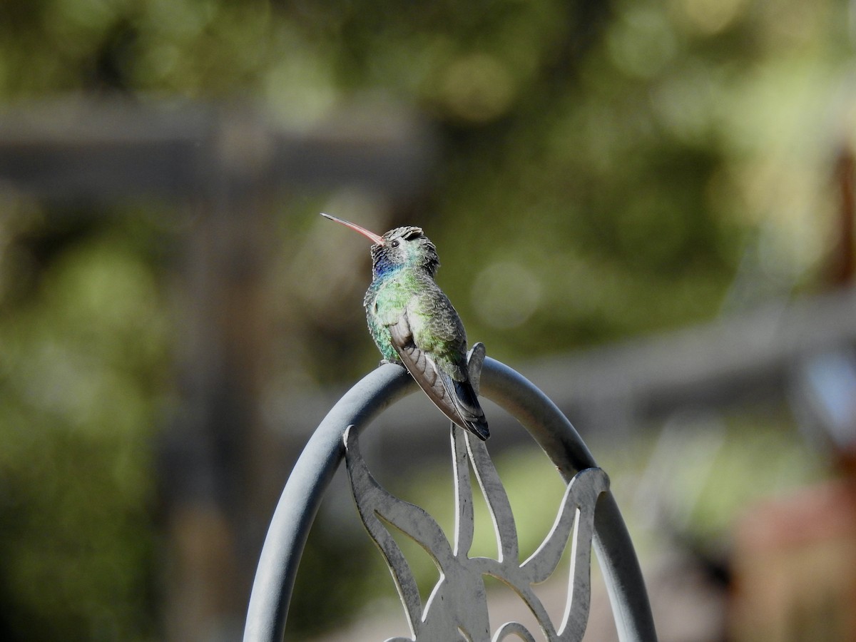 Broad-billed Hummingbird - Yvonne Motherwell