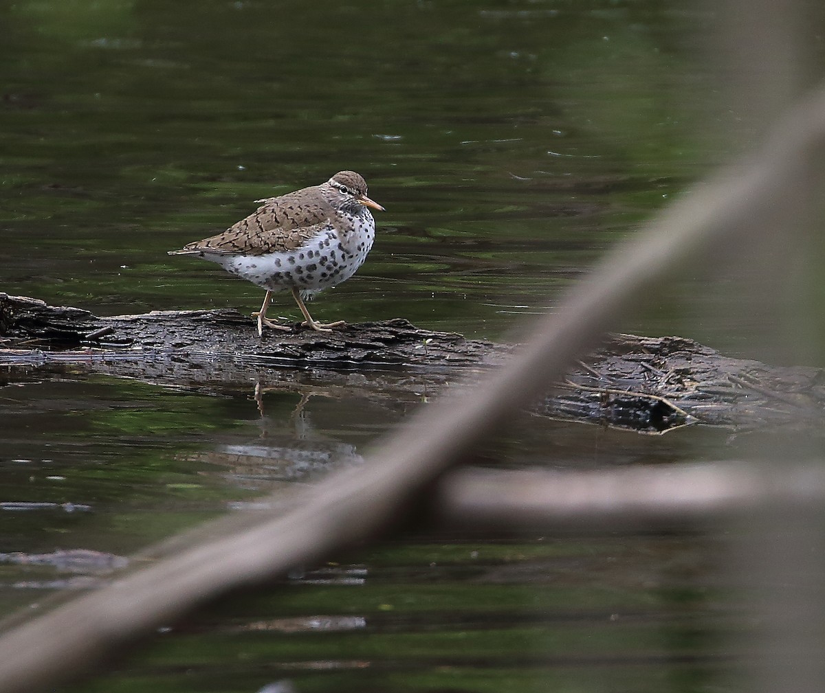 Spotted Sandpiper - Wolfgang Oesterreich