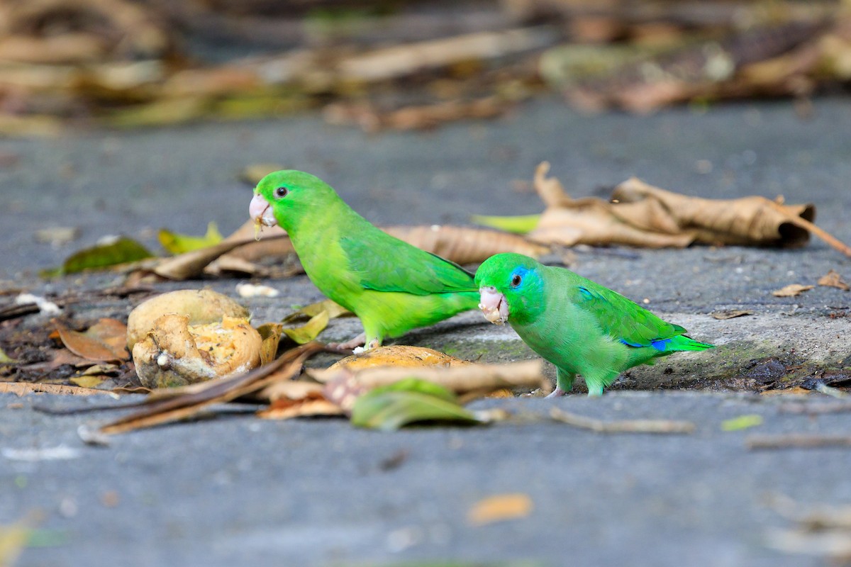 Spectacled Parrotlet - ML618780491
