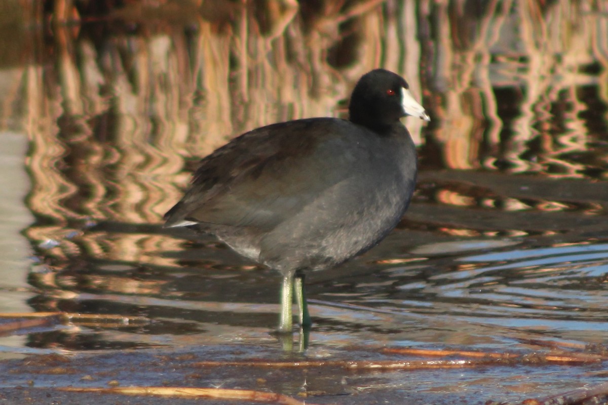 American Coot (Red-shielded) - ML618780541