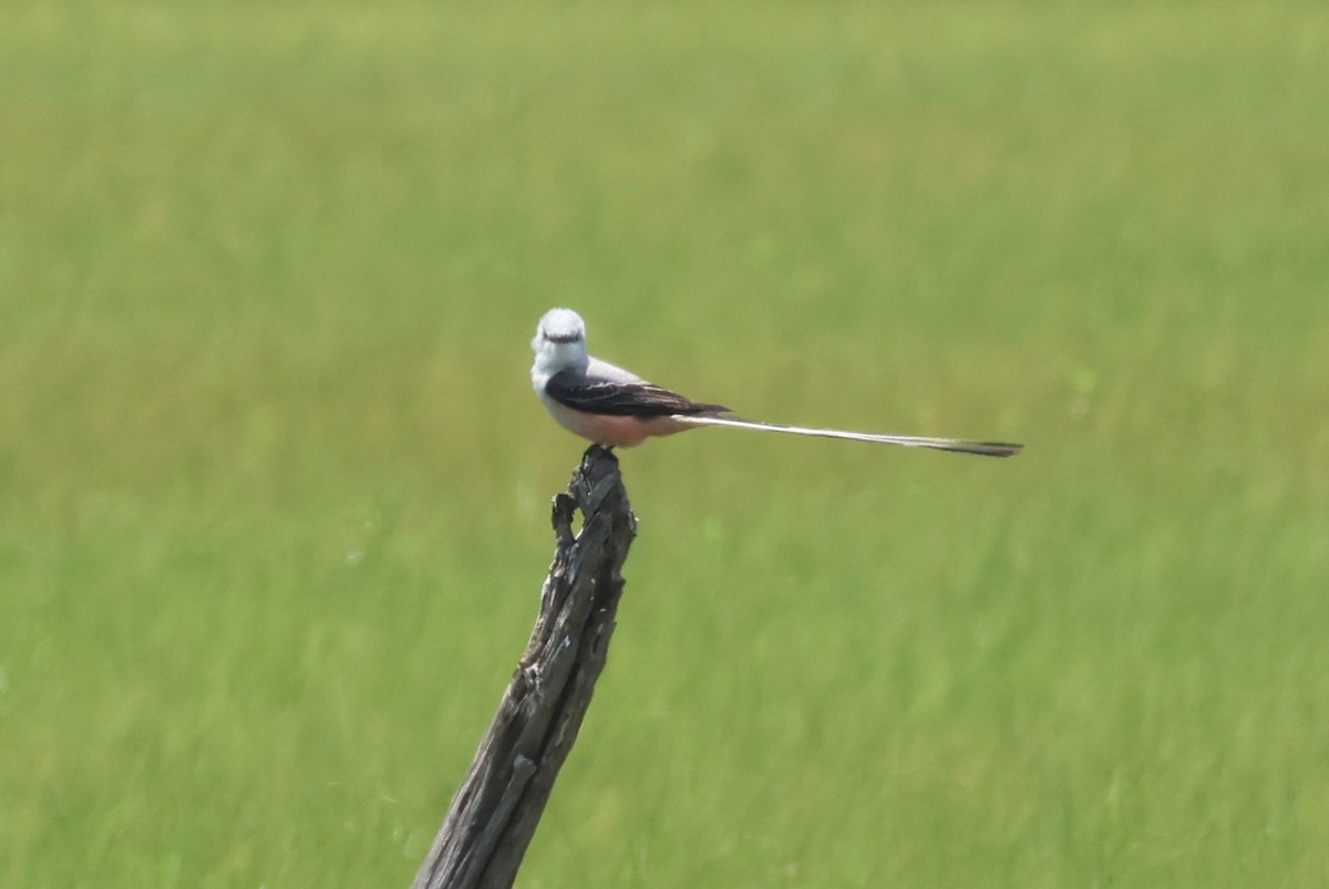 Scissor-tailed Flycatcher - Vern Bothwell
