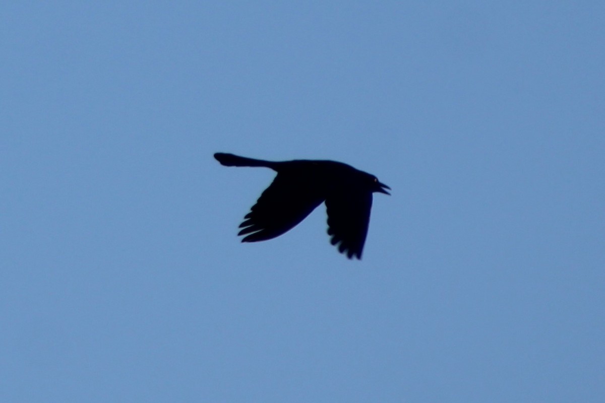 Great-tailed Grackle - ML618780553