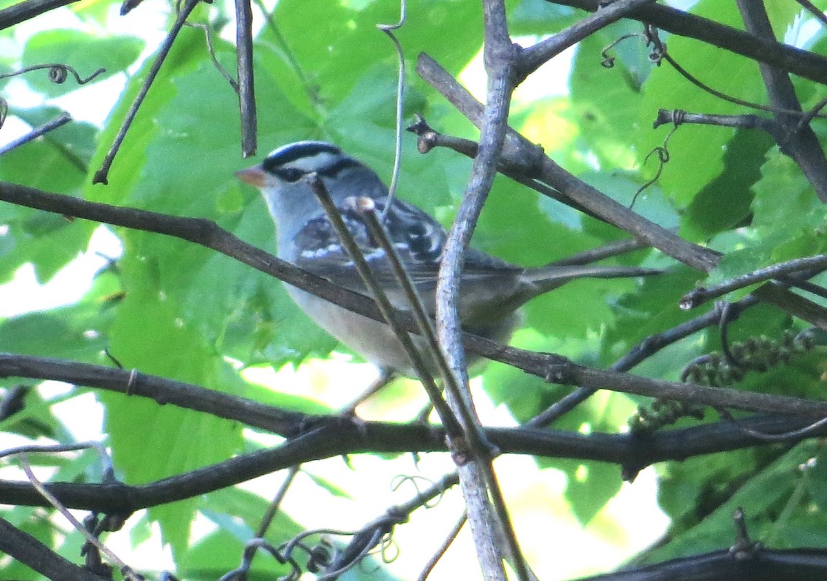 White-crowned Sparrow - ML618780590