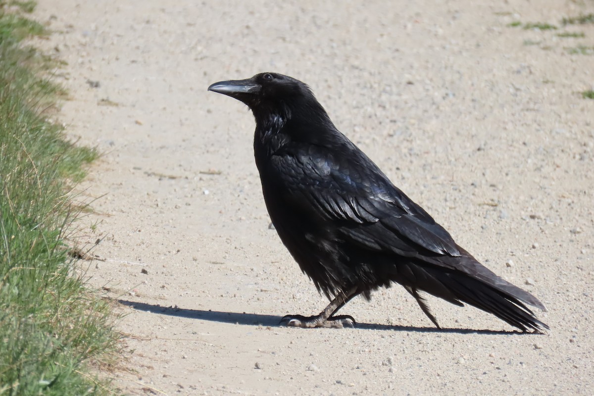 Common Raven - ML618780591