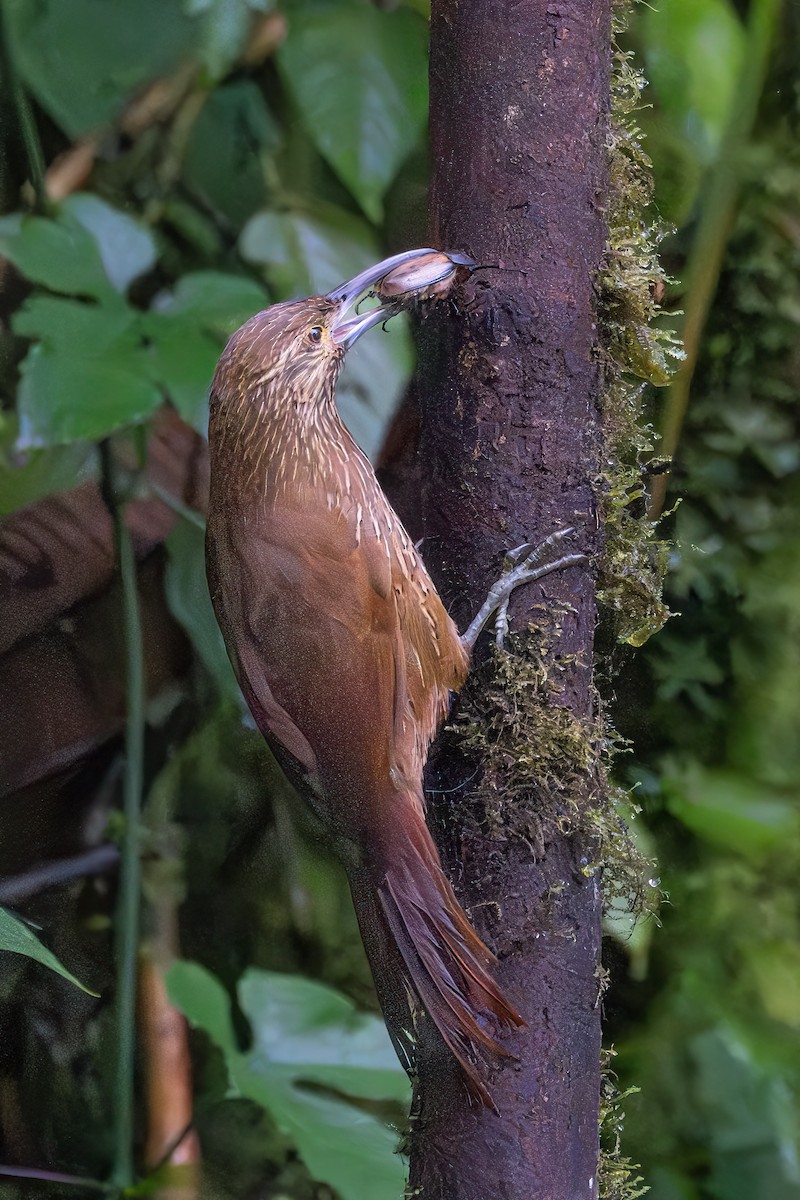 Strong-billed Woodcreeper - ML618780612