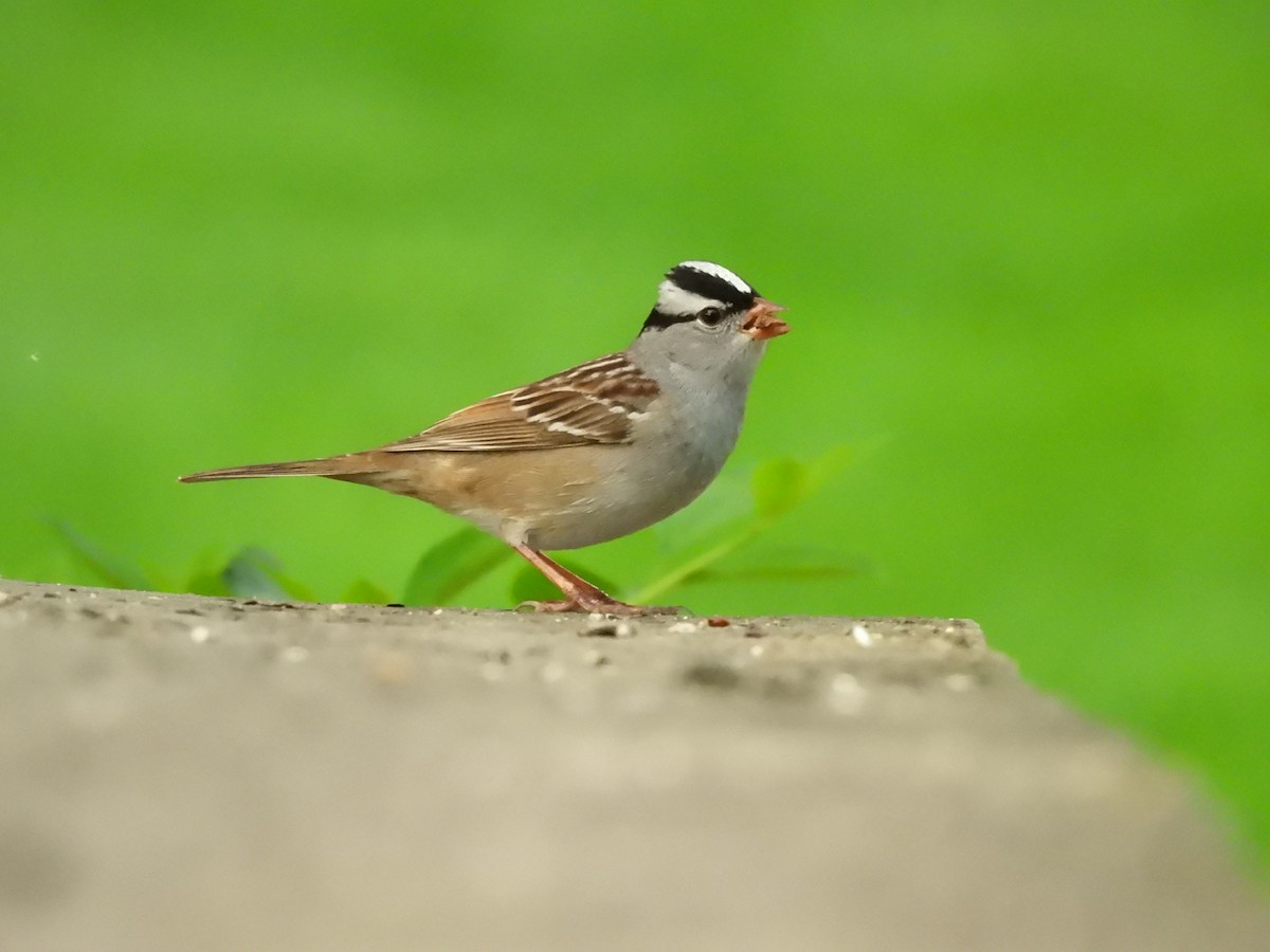 White-crowned Sparrow - ML618780649