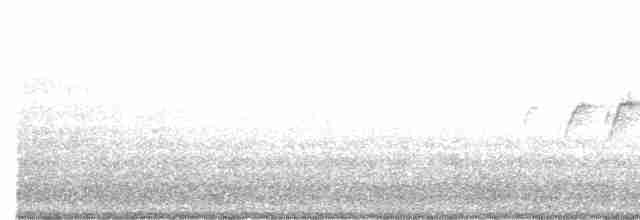 キヅタアメリカムシクイ（coronata） - ML618780657