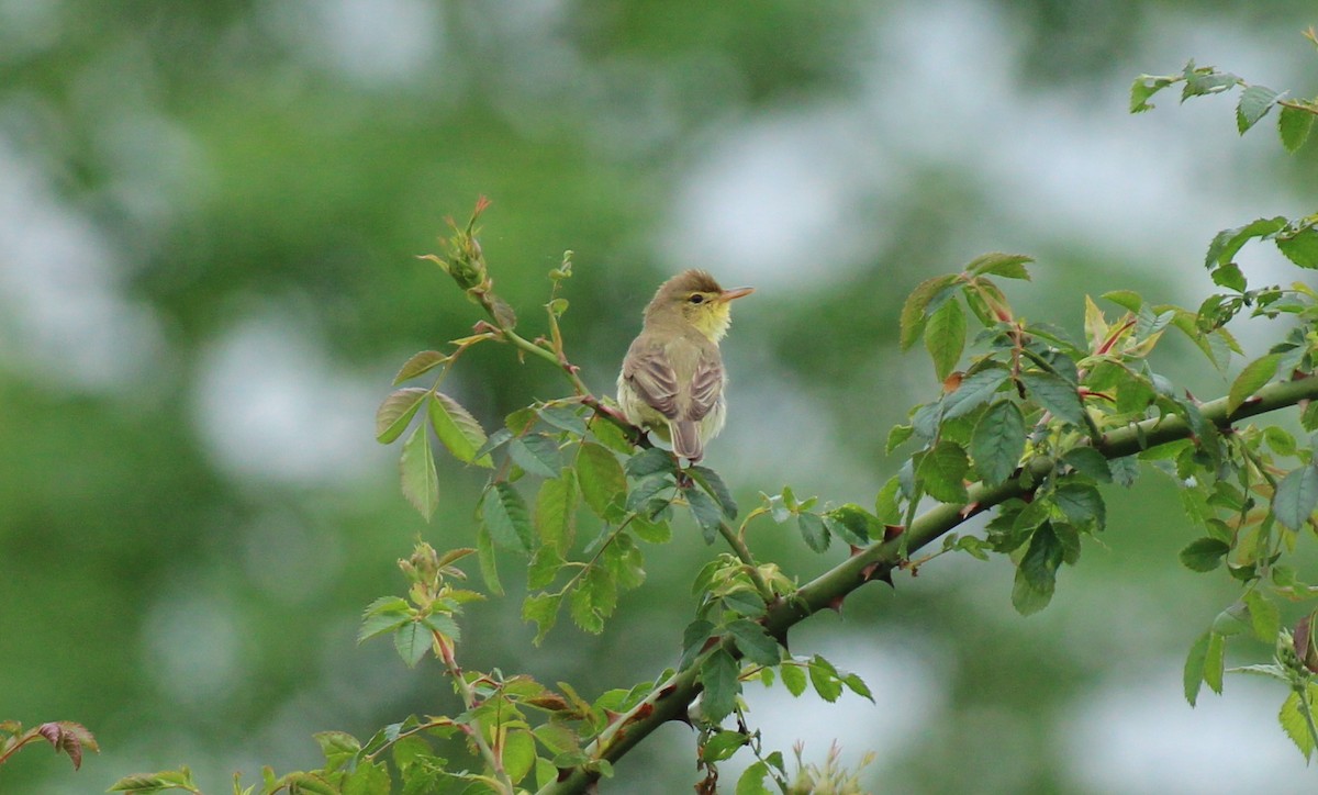 Melodious Warbler - ML618780660
