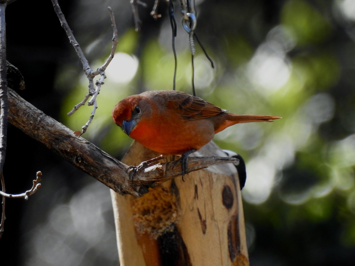 Hepatic Tanager - Yvonne Motherwell