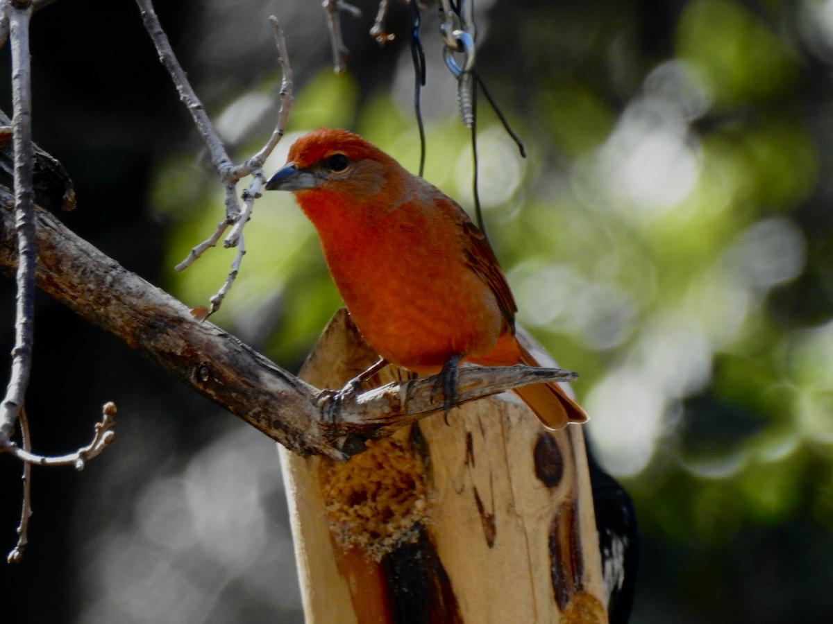 Hepatic Tanager - Yvonne Motherwell