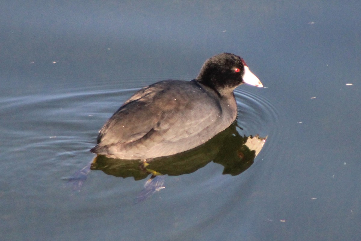 American Coot (Red-shielded) - ML618780752