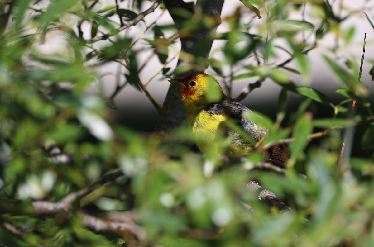 Western Tanager - ML618780760