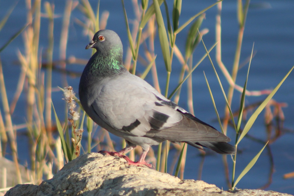Rock Pigeon (Feral Pigeon) - ML618780773