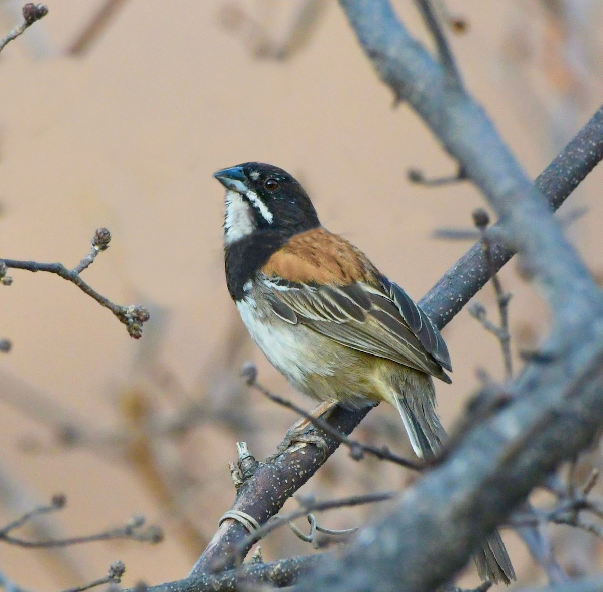 Black-chested Sparrow - ML618780787