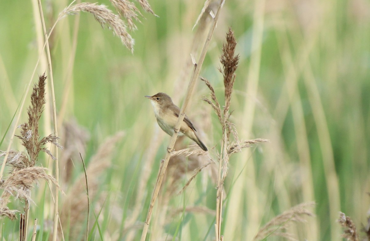 Common Reed Warbler - ML618780812
