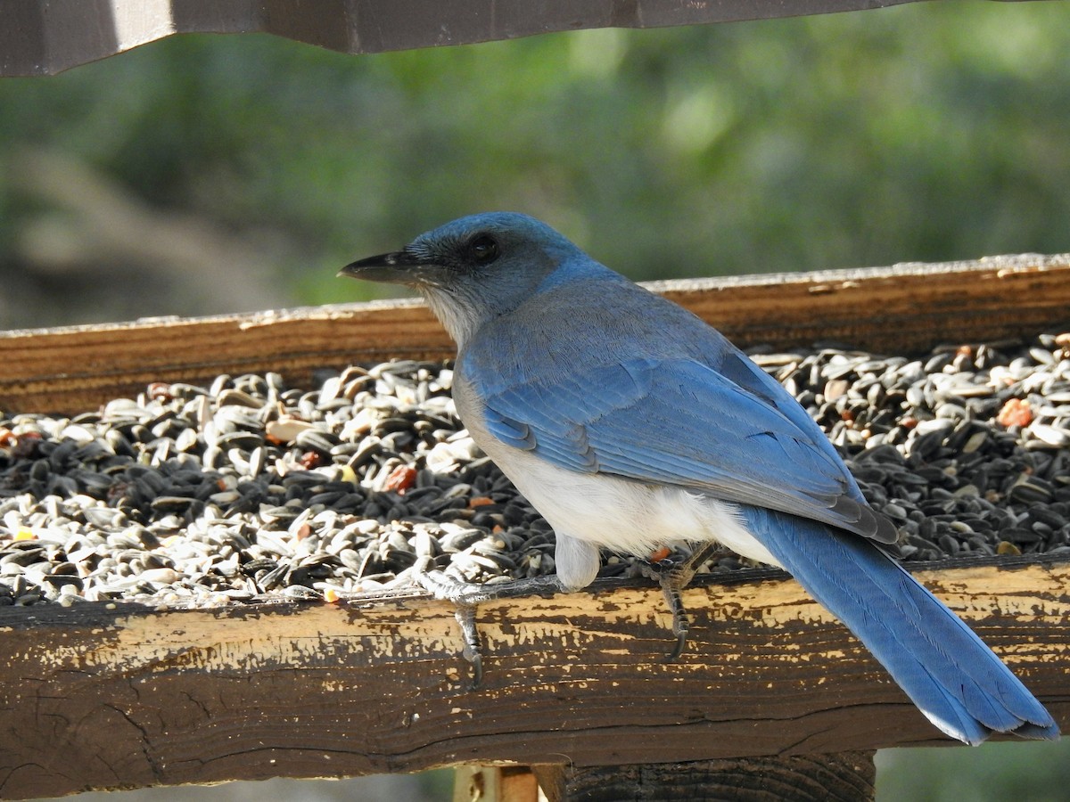 Mexican Jay - ML618780815