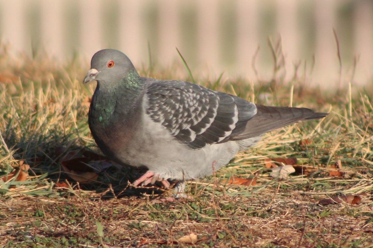 Rock Pigeon (Feral Pigeon) - ML618780852