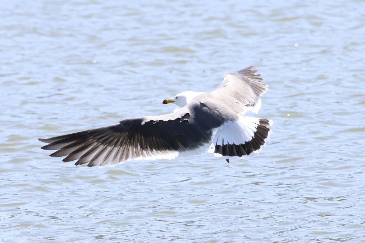 Black-tailed Gull - Eric Cameron