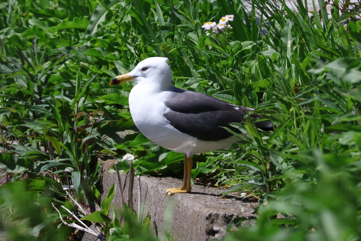 Black-tailed Gull - ML618780864