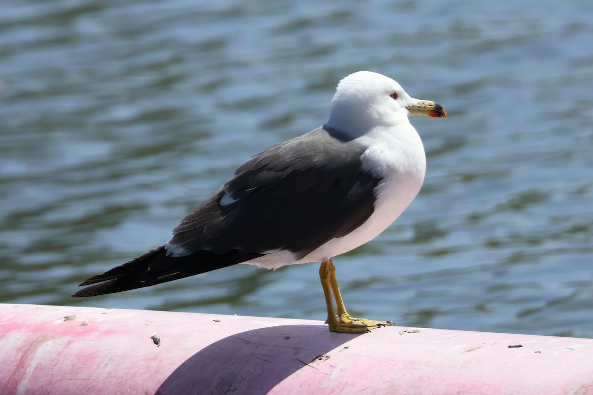 Black-tailed Gull - ML618780865