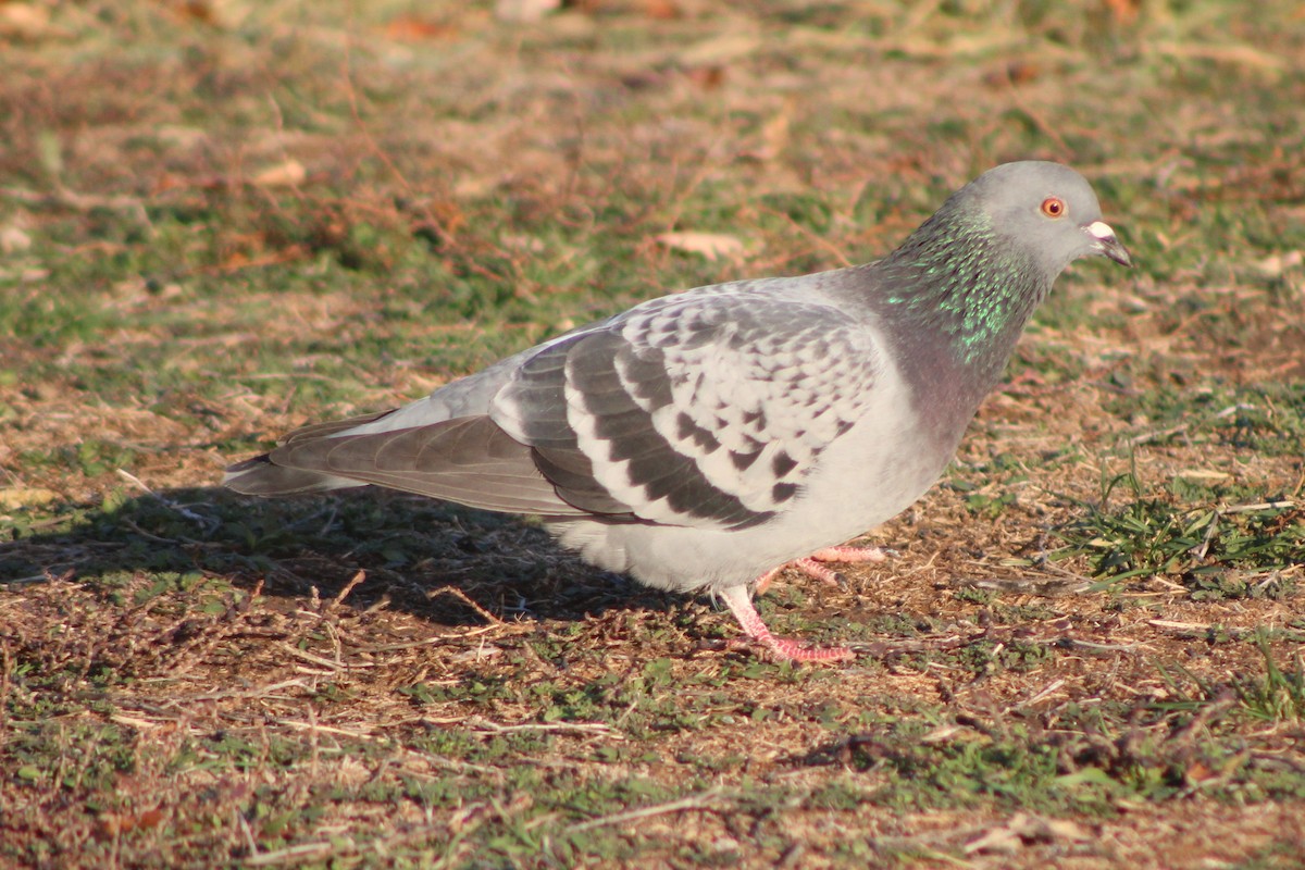 Rock Pigeon (Feral Pigeon) - ML618780867