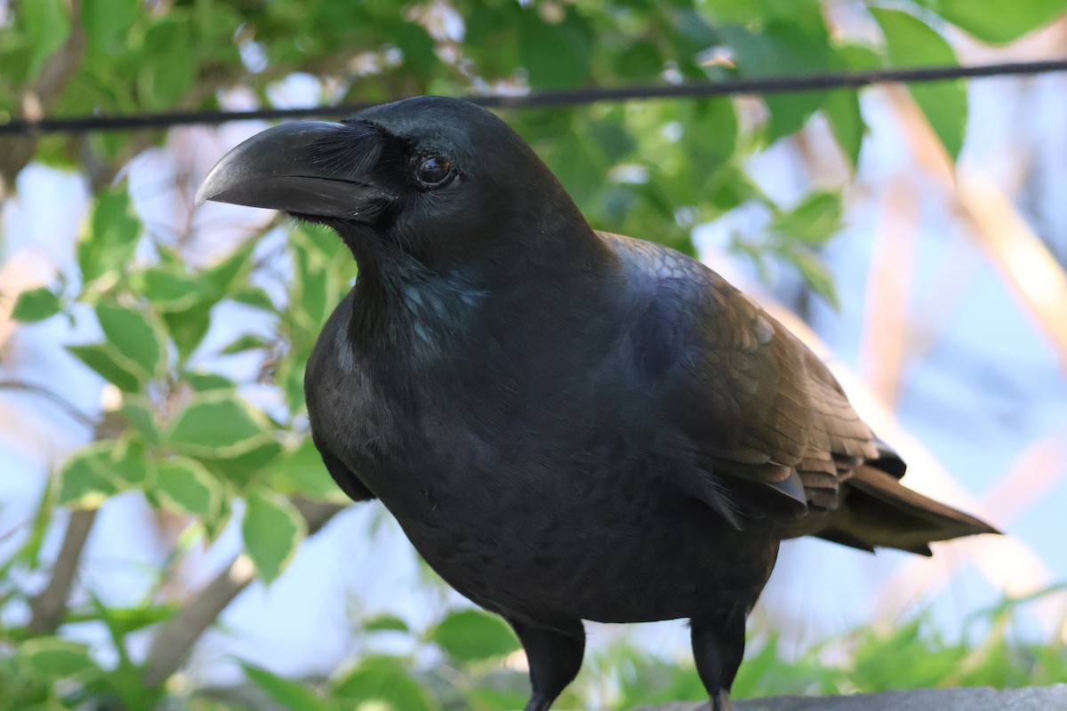 Large-billed Crow - ML618780883