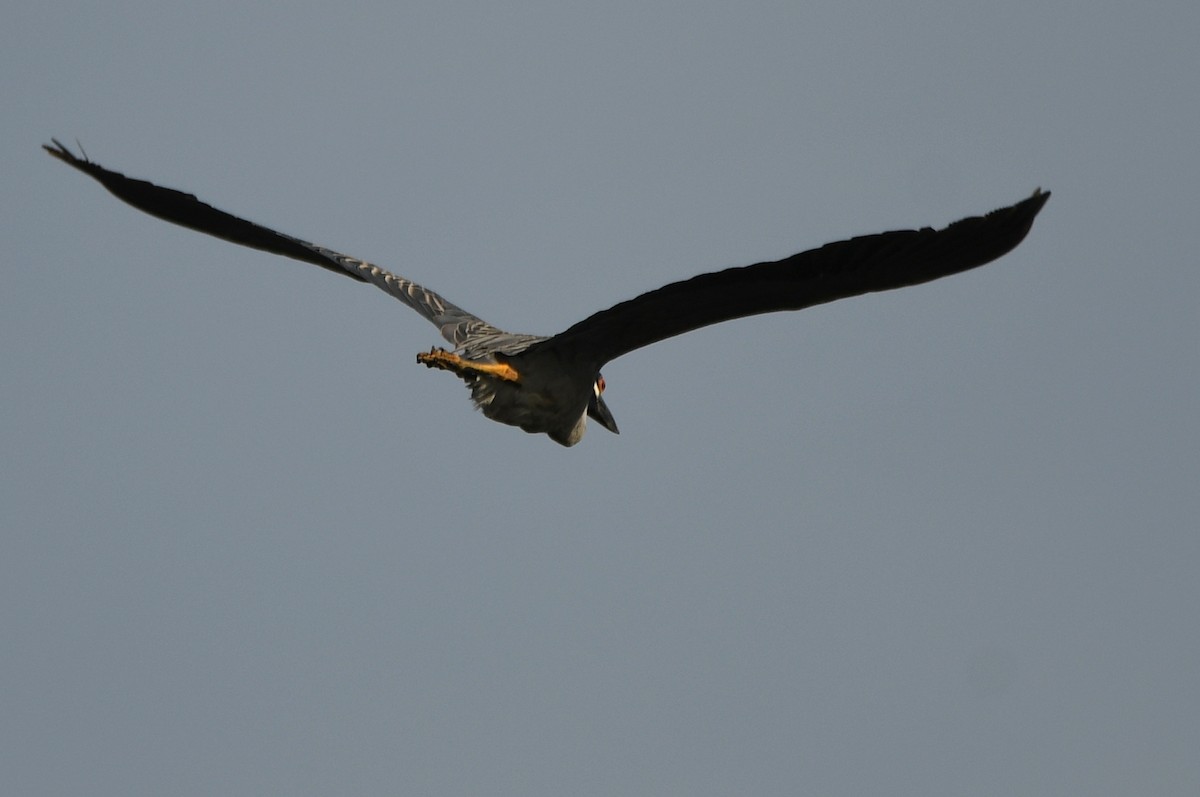 Yellow-crowned Night Heron - ML618780885