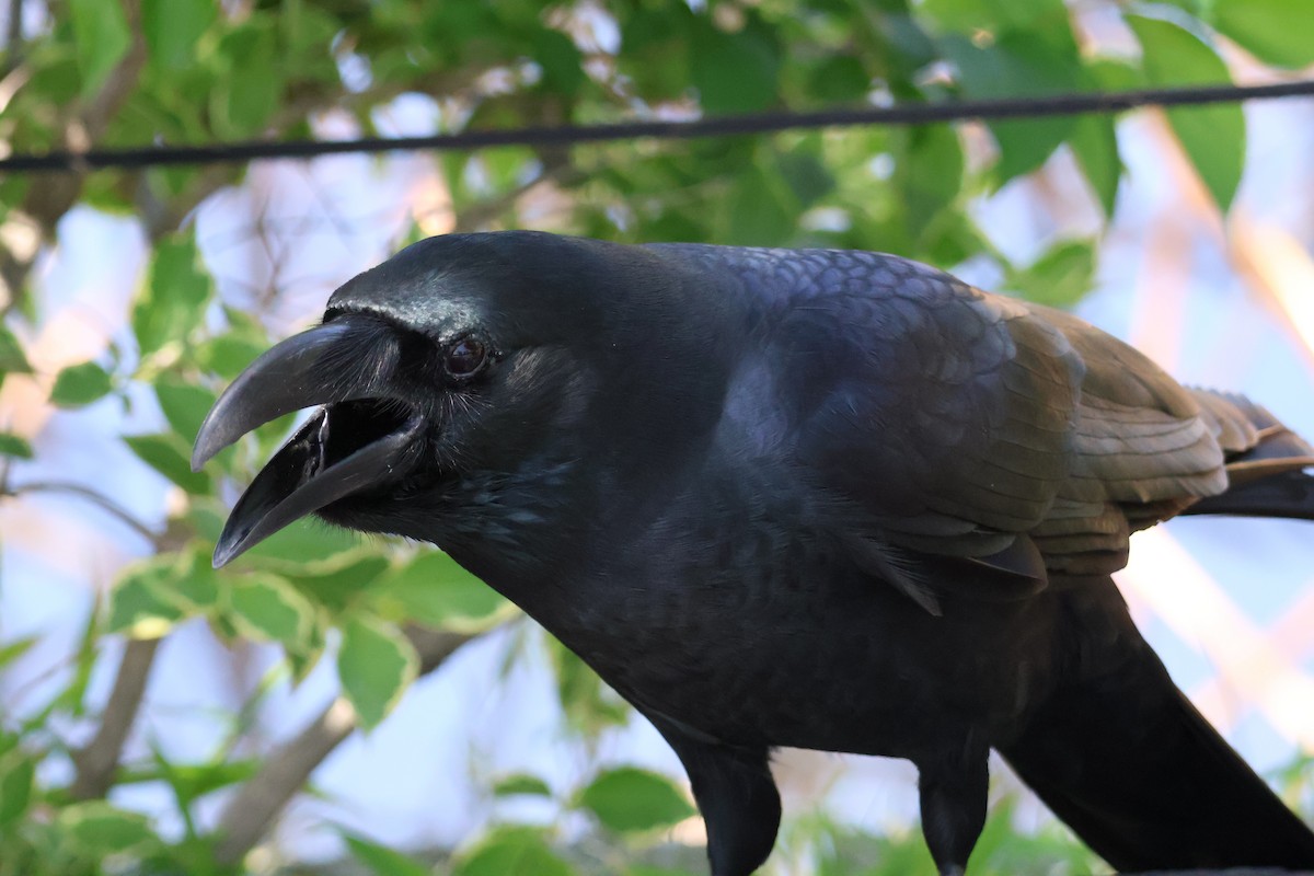 Large-billed Crow - ML618780887