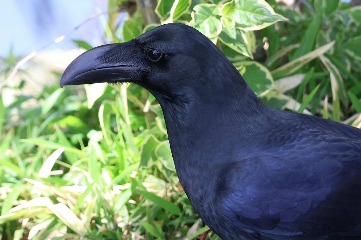 Large-billed Crow - ML618780891