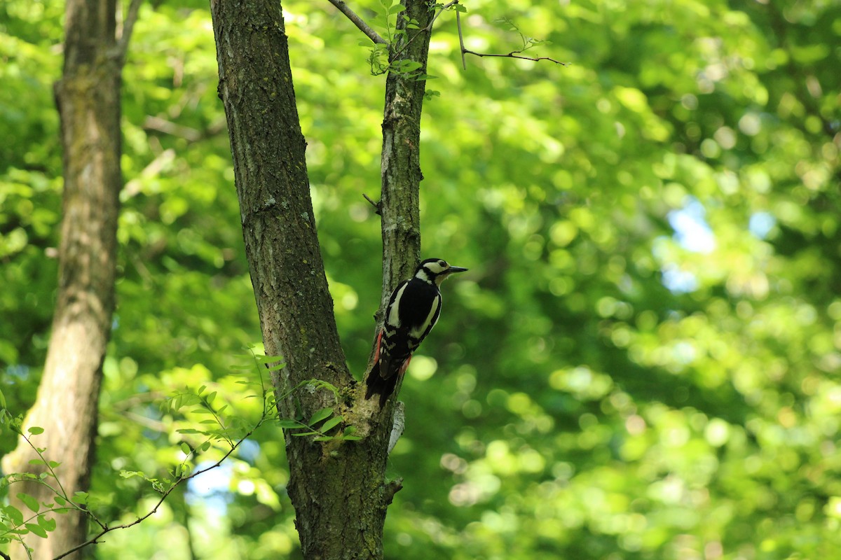 Great Spotted Woodpecker - ML618780898