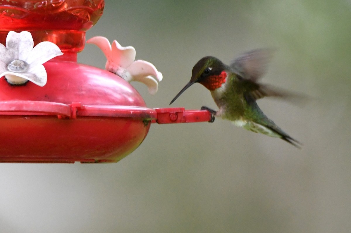 Ruby-throated Hummingbird - Kevin Smith