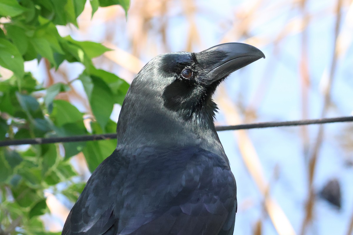Large-billed Crow - ML618780906