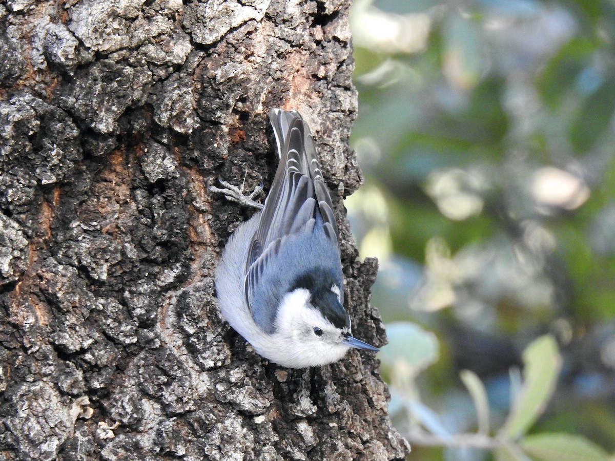 White-breasted Nuthatch - ML618780912