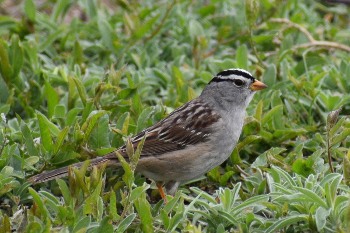 White-crowned Sparrow - Cate de la Garza Millard