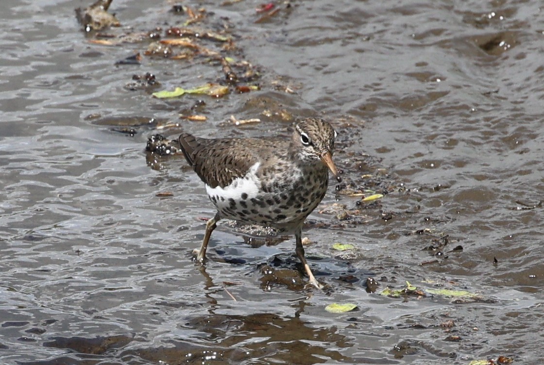 Spotted Sandpiper - Jen Armstrong