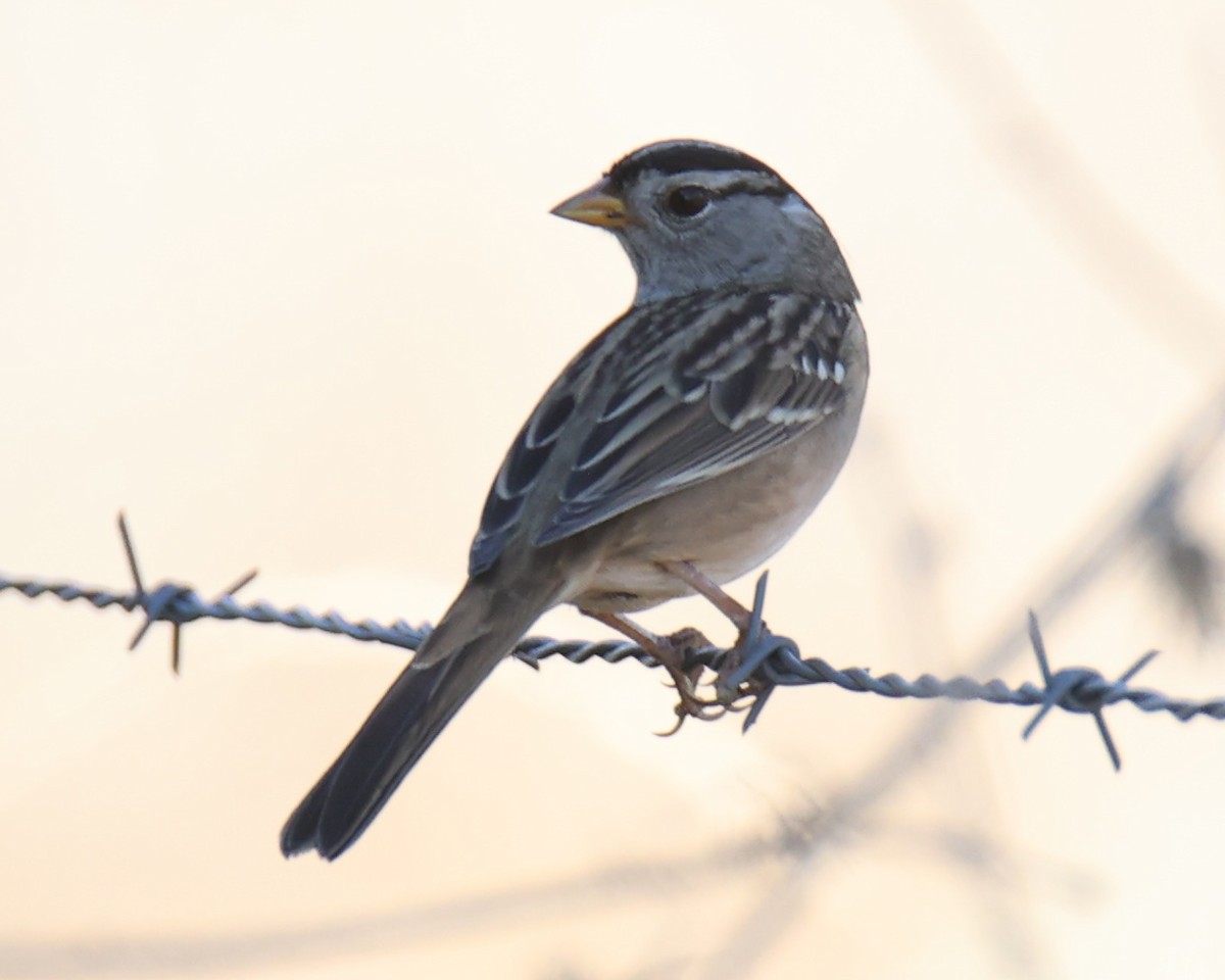 White-crowned Sparrow - ML618781011