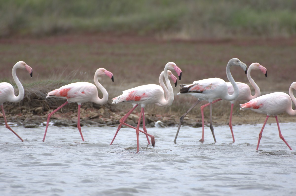 Greater Flamingo - Umut Özten