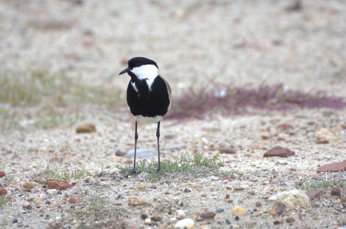 Spur-winged Lapwing - ML618781043