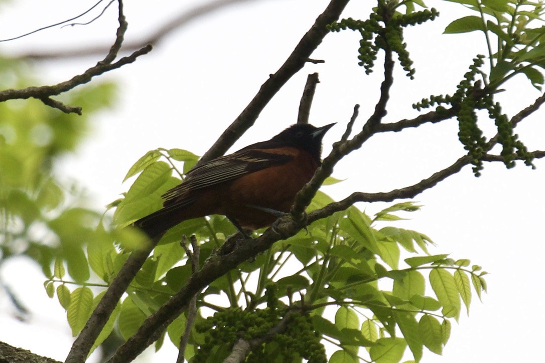 Orchard Oriole - ML618781061